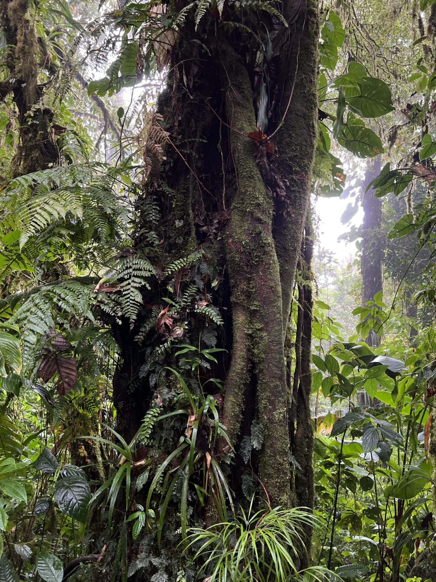 Nebelwald Monteverde Costa Rica 